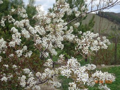 amelanchier lamarckii