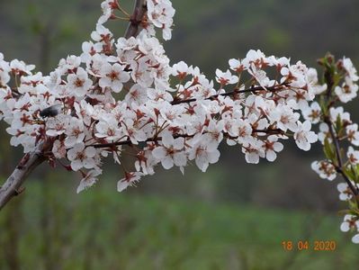 prunus cerasifera Trailblazer