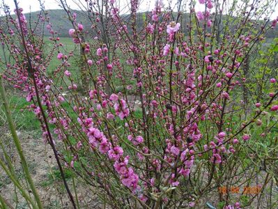 prunus triloba