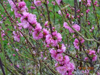 prunus triloba