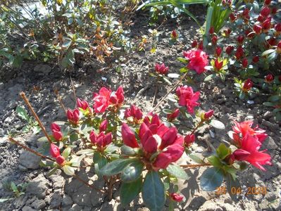 Azalea japonica Florida