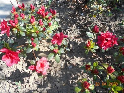 Azalea japonica Florida