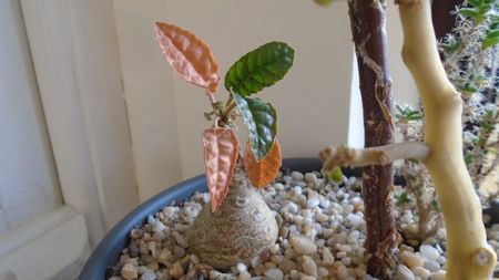 Dorstenia foetida