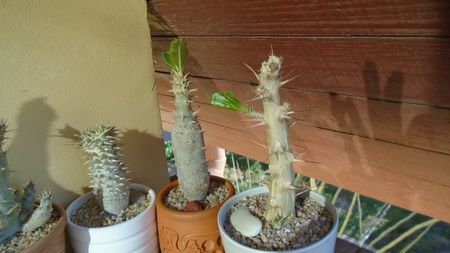 Pachypodium, inceput de vegetatie; 6 apr. 2020
