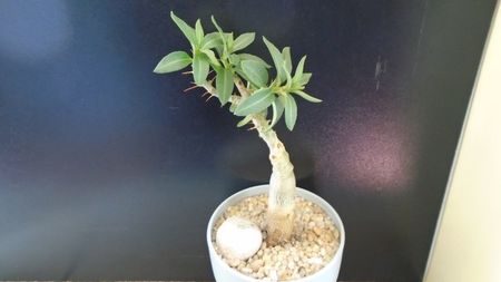 Pachypodium bispinosum; replantat in 13 apr. 2020
