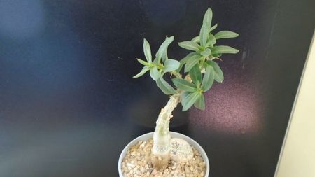 Pachypodium bispinosum; replantat in 13 apr. 2020
