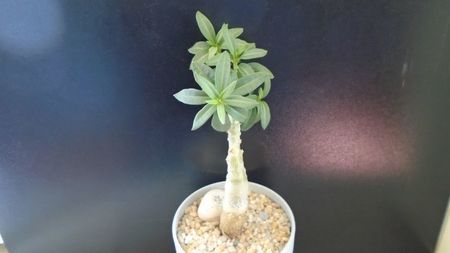 Pachypodium bispinosum; replantat in 13 apr. 2020
