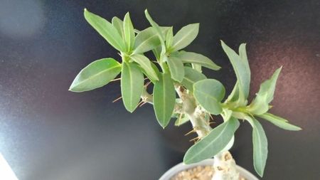 Pachypodium bispinosum; replantat in 13 apr. 2020
