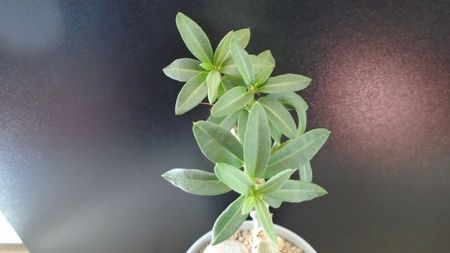 Pachypodium bispinosum; replantat in 13 apr. 2020
