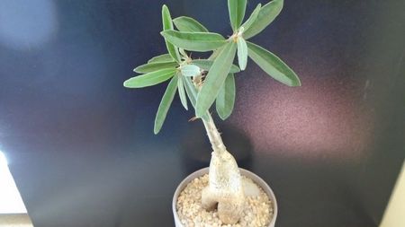 Pachypodium succulentum; replantat in 13 apr. 2020
