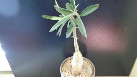 Pachypodium succulentum; replantat in 13 apr. 2020
