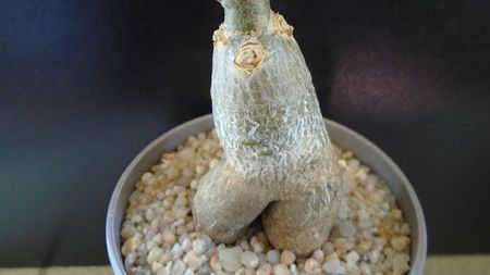 Pachypodium succulentum; replantat in 13 apr. 2020
