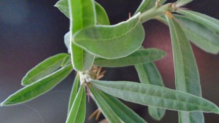 Pachypodium succulentum; replantat in 13 apr. 2020
