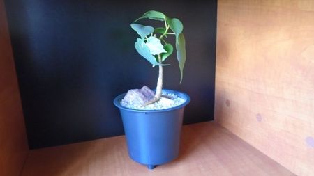 Ficus religiosa; 15 apr. 2020
