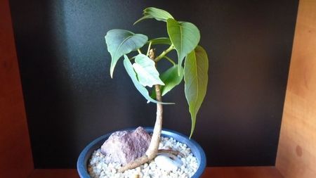 Ficus religiosa; 15 apr. 2020
