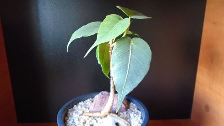 Ficus religiosa; 15 apr. 2020
