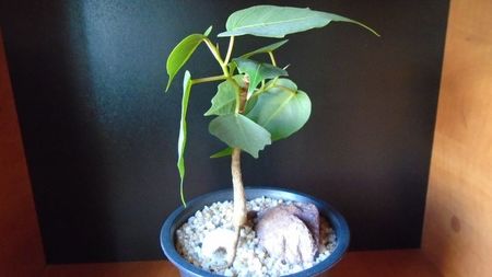 Ficus religiosa; 15 apr. 2020
