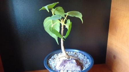 Ficus religiosa; 15 apr. 2020
