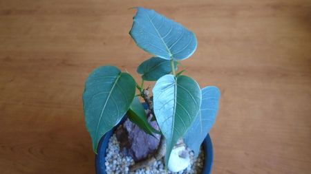 Ficus religiosa; 15 apr. 2020
