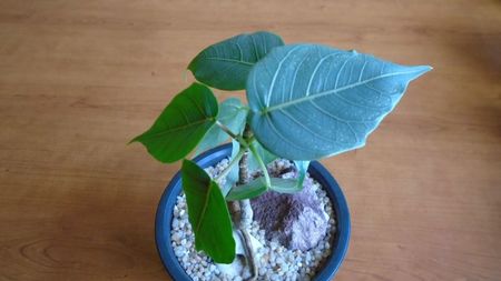 Ficus religiosa; 15 apr. 2020
