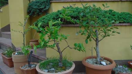 Mar decorativ & Feijoa (Acca sellowiana)