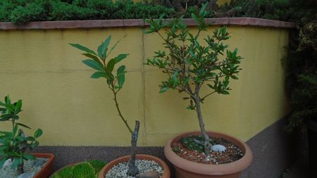 Dafin (Laurus nobilis) & Rodiu (Punica granatum Lagrelliae)