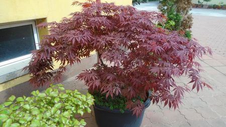 Artar japonez (Acer palmatum atropurpureum)