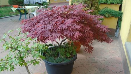 Artar japonez (Acer palmatum atropurpureum)