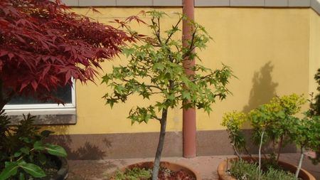 Liquidambar styraciflua