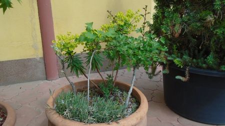 Arbore de stafide (Amelanchier lamarckii) & Ginkgo biloba & Paducel (Crataegus monogyna)