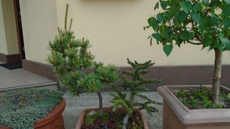 Abies pinsapo & Pinus Shizukagoten