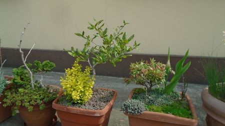 Magnolia stellata & Pieris japonica