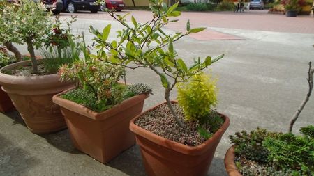 Magnolia stellata & Pieris japonica