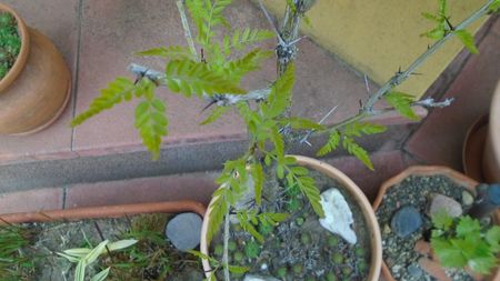 Gladita sau Roscov salbatic (Gleditsia triacanthos)