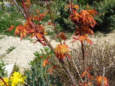 acer palmatum Sango-kaku