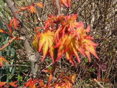 acer palmatum Sango-kaku