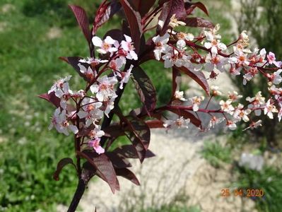 prunus padus Colorata