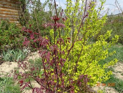 acer palmatum Trompenburg