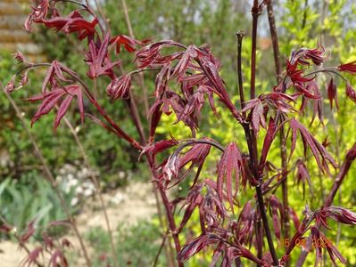 acer palmatum Trompenburg