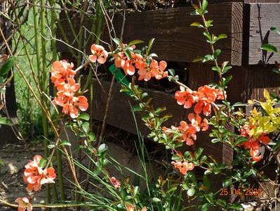 chaenomeles Salmon Horizon