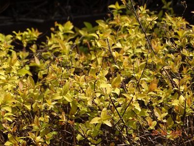 spiraea Gold mound