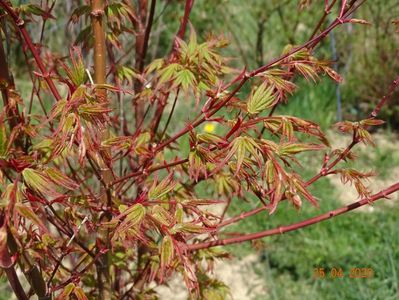 acer palmatum