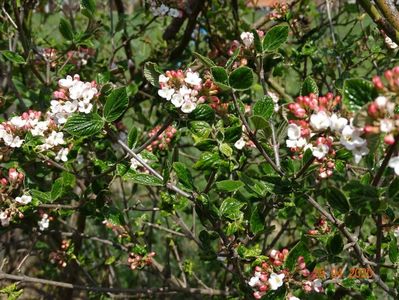 viburnum burkwoodii Anne Russell