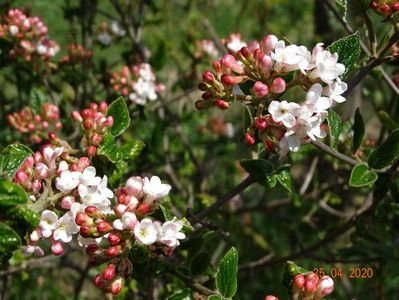 viburnum burkwoodii Anne Russell