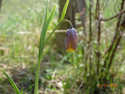 fritillaria Uva Vulpis