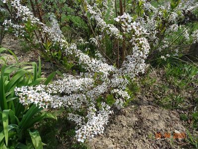 spiraea Fujino Pink