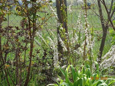 sambucus Guincho Purple si spiraea Fujino Pink