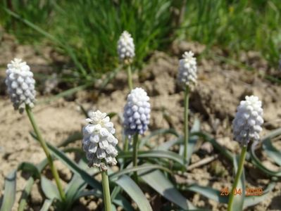 muscari botryoides Album