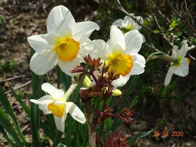 narcise Flower Record