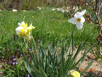 narcisa White Cheerfulness